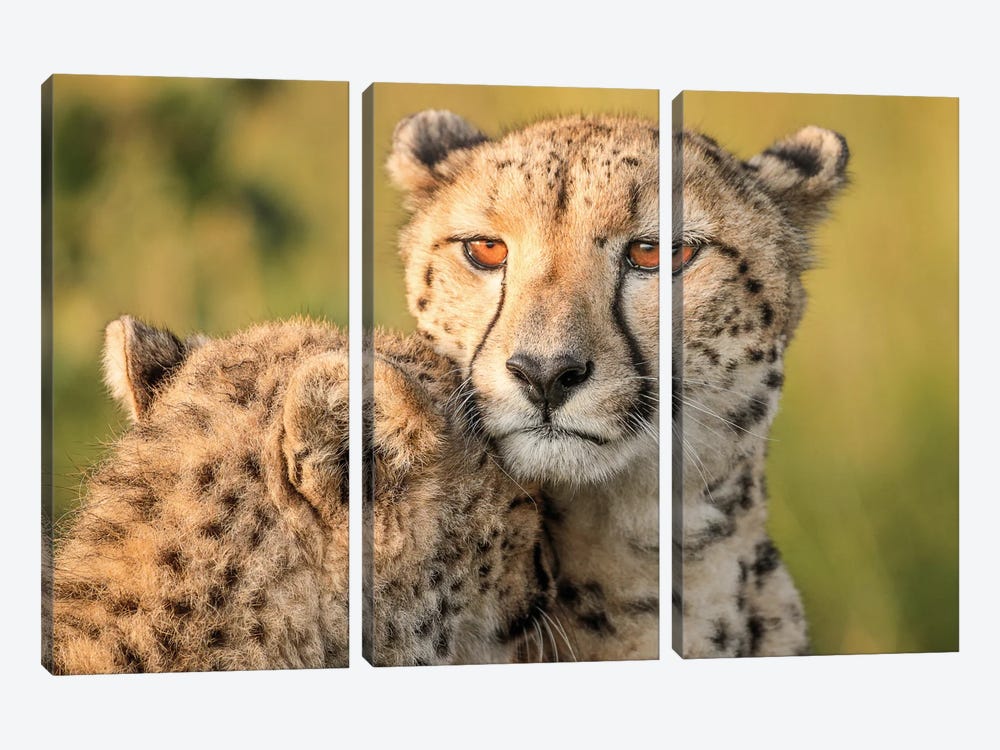 Cheetah Eyes by Jaco Marx 3-piece Canvas Print