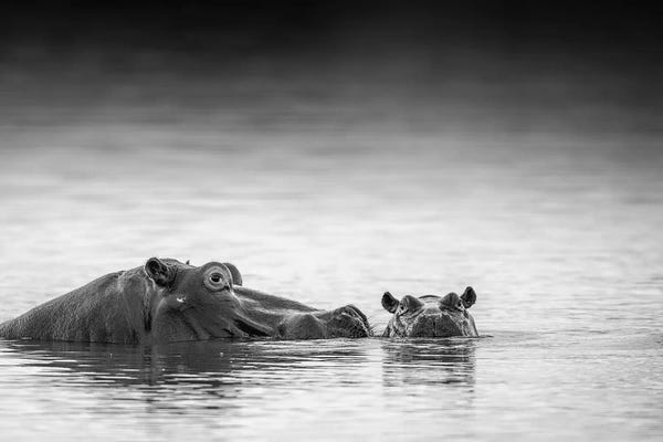 Hippopotamuses: Eye Level by Jaco Marx