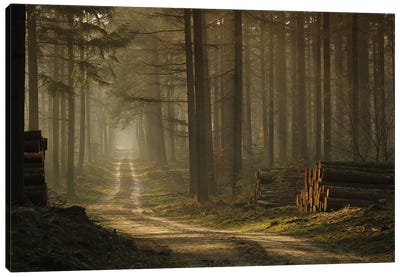 A Forest Walk Canvas Art Print - 1x Scenic Photography