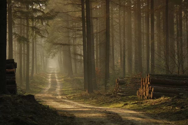 Scenic & Landscapes: A Forest Walk by Jan Paul Kraaij