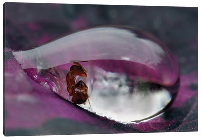 Caught In A Droplet Canvas Art Print