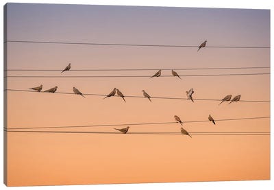 Music Of Light Canvas Art Print - Birds On A Wire