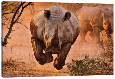 Rhino Learning To Fly Canvas Art Print - Rhinoceros Art