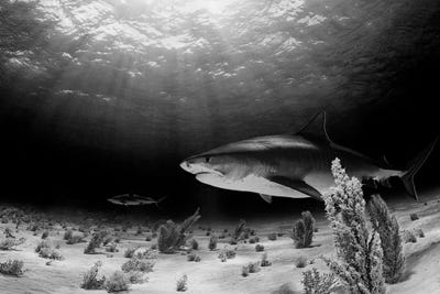 Tiger Sharks
