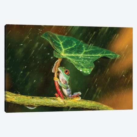 Ohh Noo … It's Raining Canvas Print #OXM1678} by Kutub Uddin Canvas Print