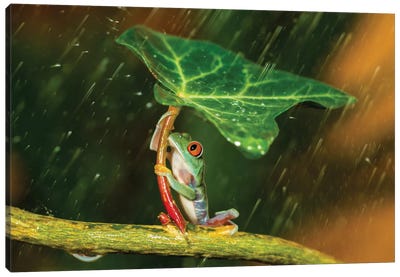 Ohh Noo … It's Raining Canvas Art Print - Frogs