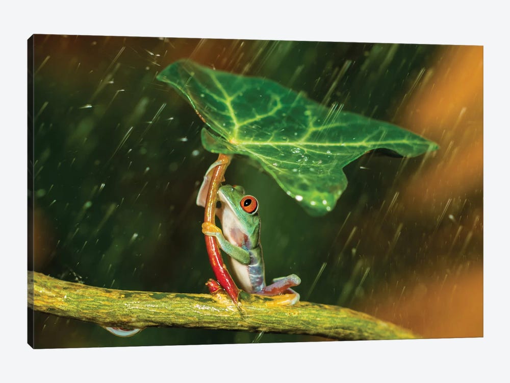 Ohh Noo … It's Raining by Kutub Uddin 1-piece Canvas Wall Art