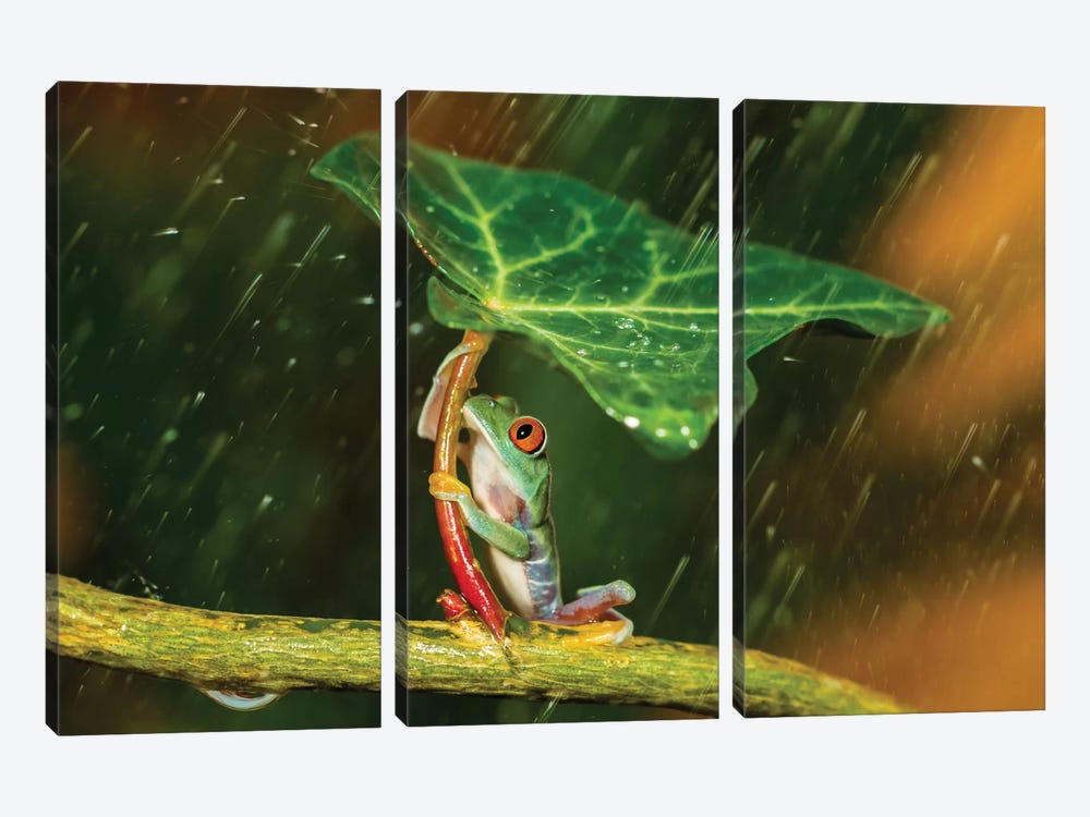 Ohh Noo … It's Raining by Kutub Uddin 3-piece Canvas Artwork