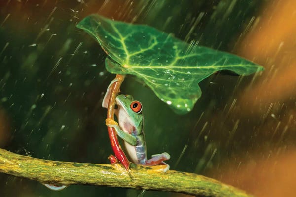 Nature Close-Ups: Ohh Noo … It's Raining by Kutub Uddin
