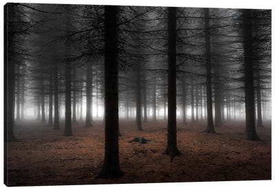 Silence Canvas Art Print - Forest Art