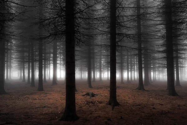 Forests