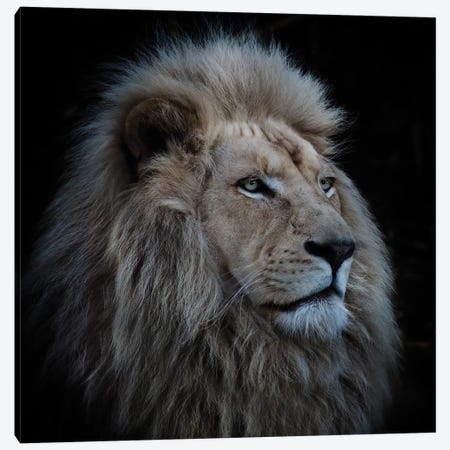 Proud Lion Canvas Print #OXM1707} by Louise Wolbers Canvas Artwork