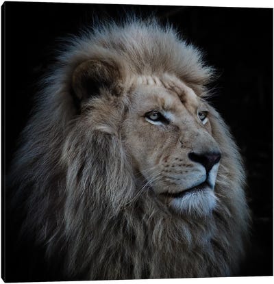 Proud Lion Canvas Art Print - Landmarks & Attractions