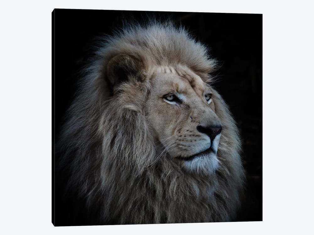 Proud Lion by Louise Wolbers 1-piece Canvas Art Print