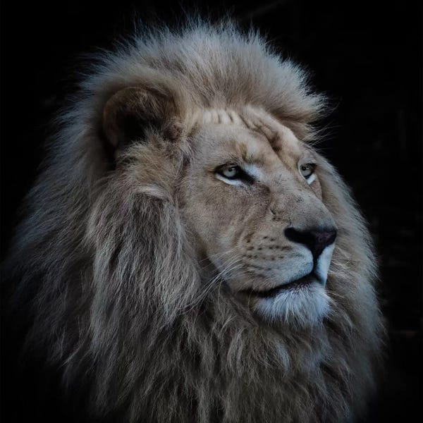 Famous Palaces & Residences: Proud Lion by Louise Wolbers