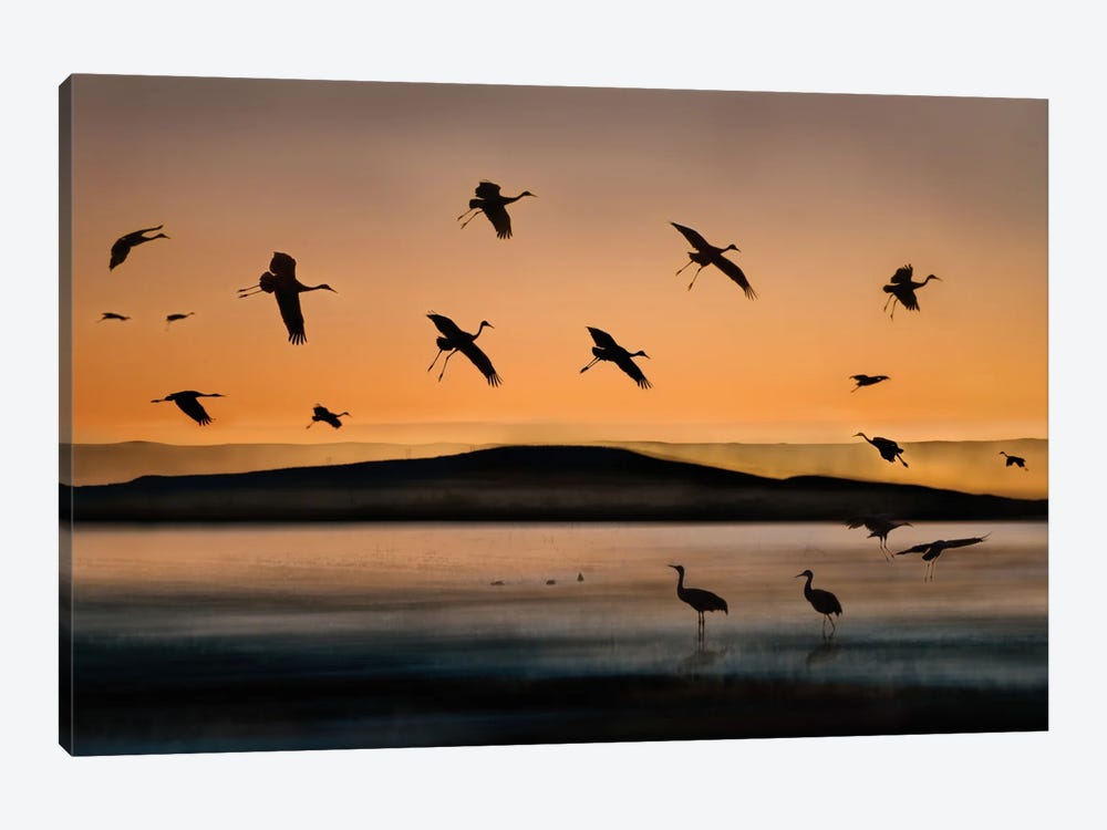 Fly-in At Sunset by Shenshen Dou 1-piece Canvas Art Print