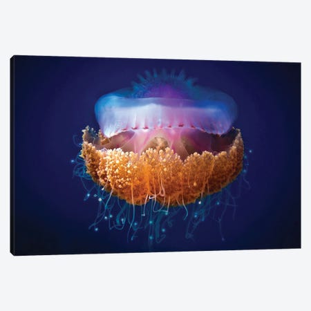 Fried Egg Jellyfish Canvas Print #OXM1714} by LuckyGuy Art Print