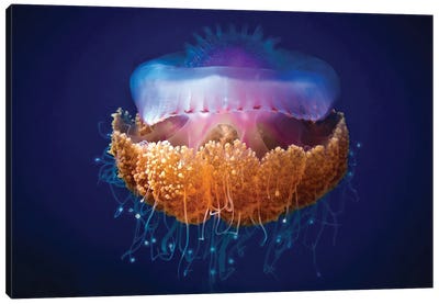 Fried Egg Jellyfish Canvas Art Print