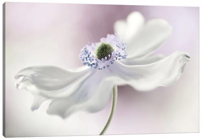 Anemone Breeze Canvas Art Print - Pure White