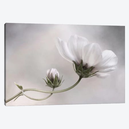 Cosmos IV Canvas Print #OXM1724} by Mandy Disher Canvas Wall Art