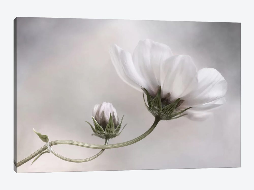 Cosmos IV by Mandy Disher 1-piece Canvas Artwork