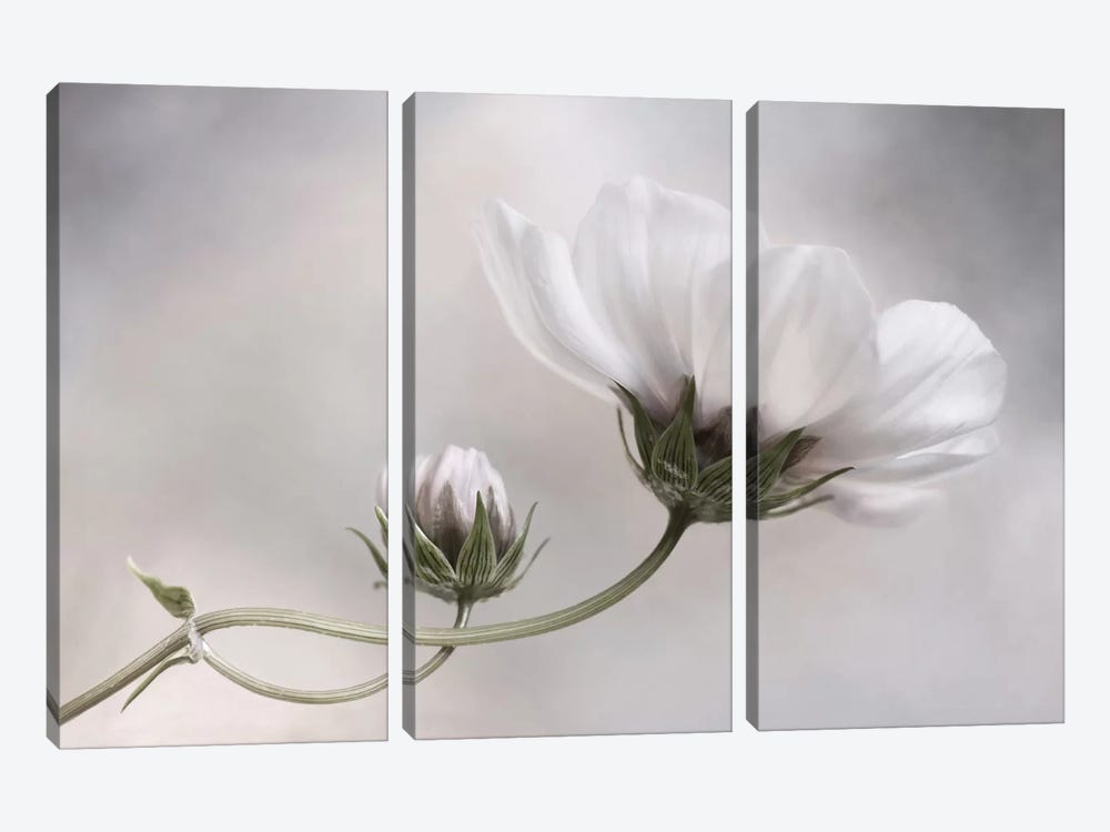 Cosmos IV by Mandy Disher 3-piece Canvas Wall Art