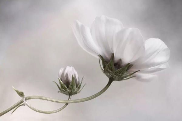Cosmos: Cosmos IV by Mandy Disher