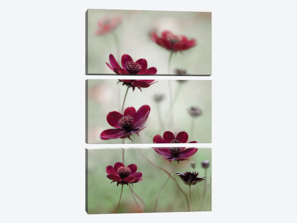 Cosmos Sway by Mandy Disher 3-piece Canvas Print