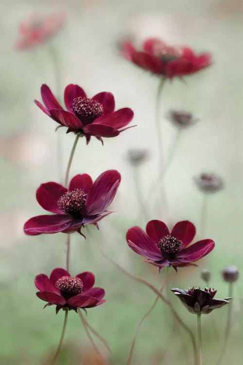 Cosmos Sway by Mandy Disher wall art