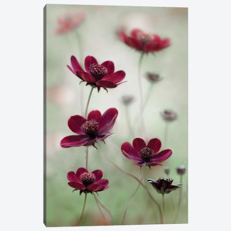 Cosmos Sway Canvas Print #OXM1725} by Mandy Disher Canvas Wall Art