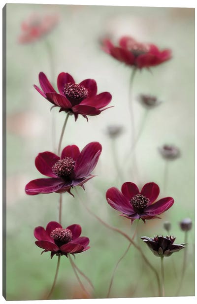 Cosmos Sway Canvas Art Print - 1x Floral and Botanicals