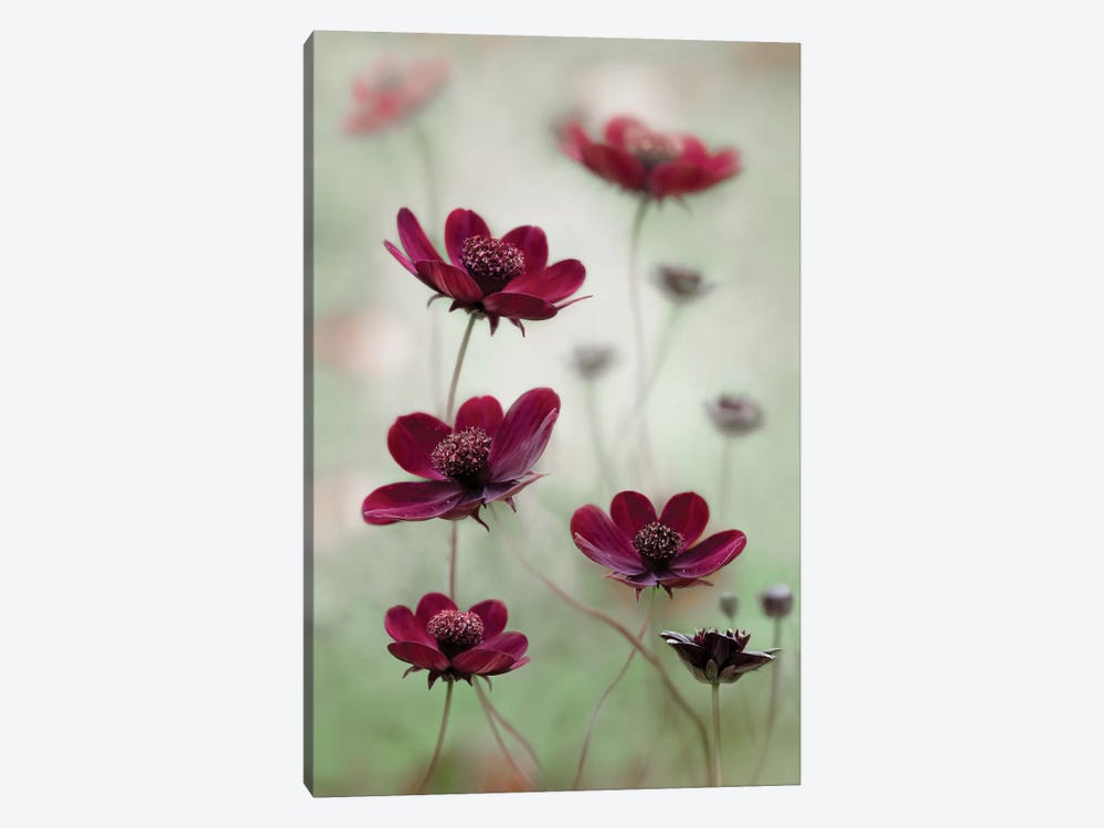 Cosmos Sway by Mandy Disher 1-piece Canvas Print