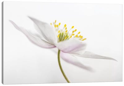 Nemorosa II Canvas Art Print - 1x Floral and Botanicals