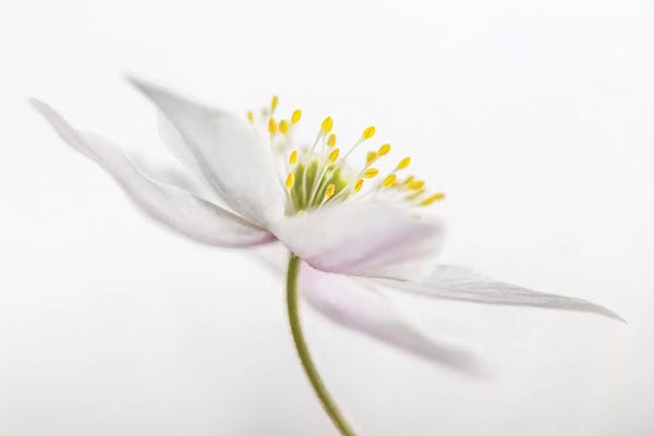 Mandy Disher: Nemorosa II by Mandy Disher