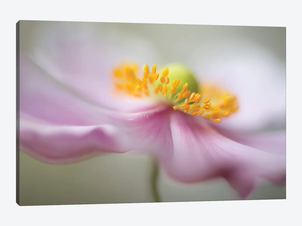 Untitled by Mandy Disher 1-piece Canvas Art Print