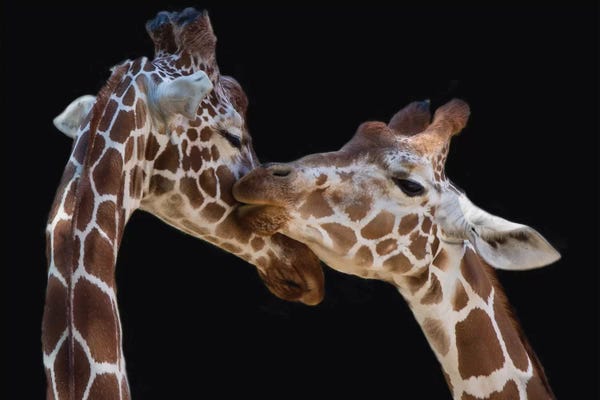 Giraffes: The Kiss by Manfred Foeger