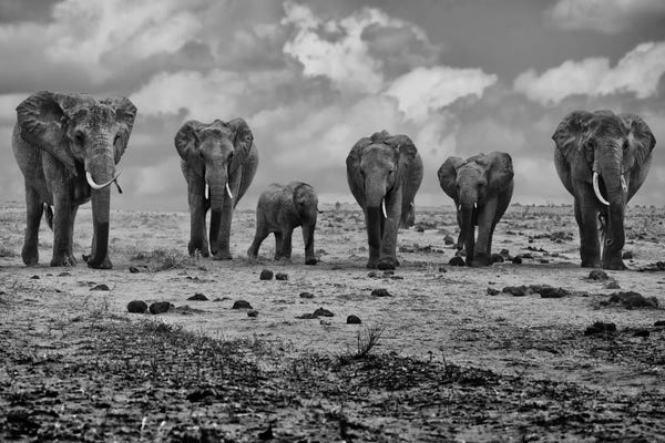 Elephants: Big Family by Marcel Rebro