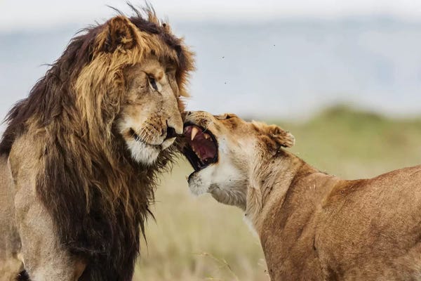 Lions: It Happens In The Best Families!!! by Massimo Mei