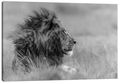 The King Is Alone Canvas Art Print - Black & White Photography