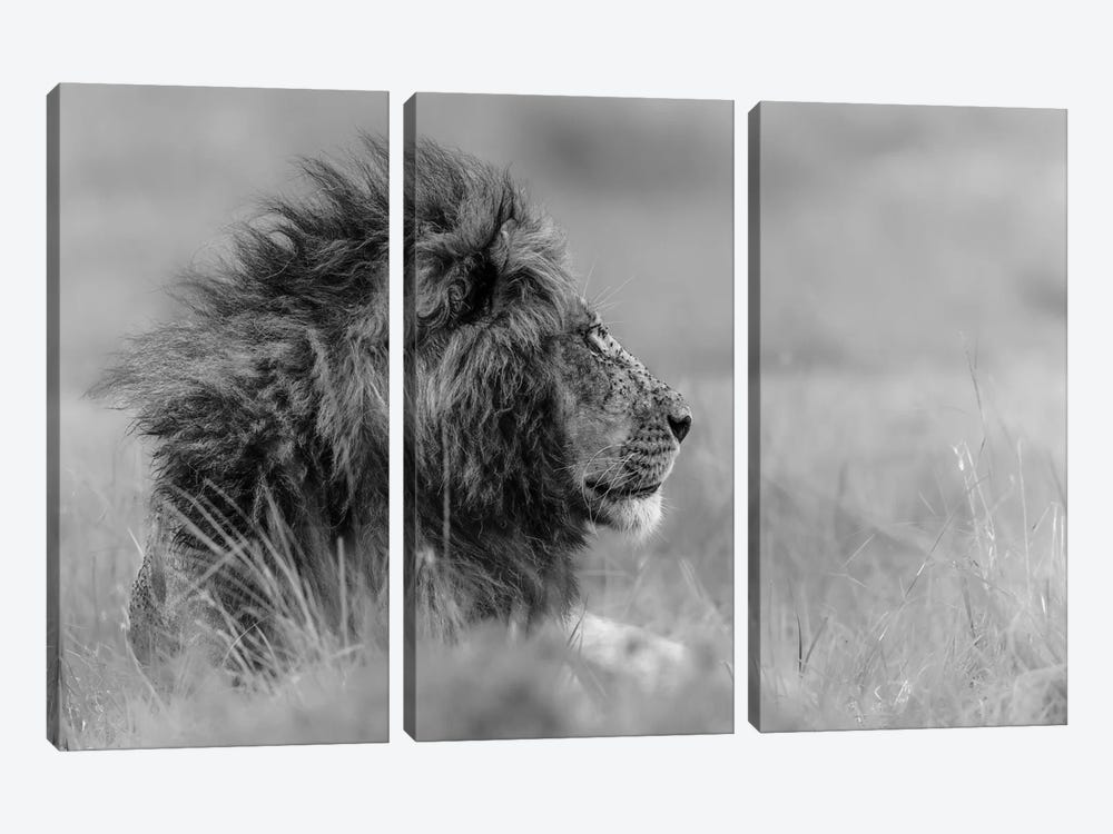 The King Is Alone by Massimo Mei 3-piece Canvas Wall Art
