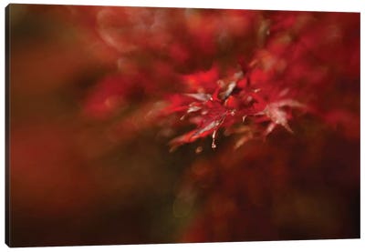 Maple Canvas Art Print - Valiant Poppy