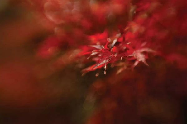 Japanese Maple Trees: Maple by Mel Brackstone