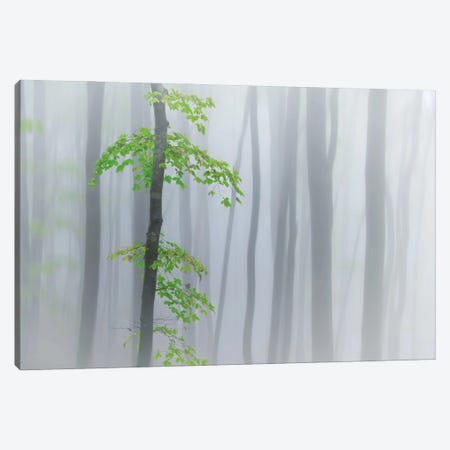 The Fog And Leaves Canvas Print #OXM1805} by Michel Manzoni Canvas Print