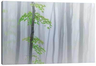 The Fog And Leaves Canvas Art Print