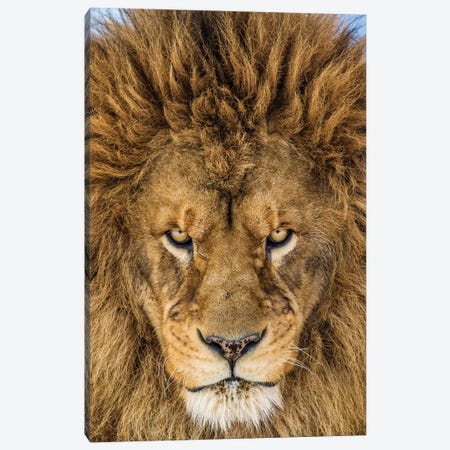 Serious Lion Canvas Print #OXM1814} by Mike Centioli Canvas Artwork