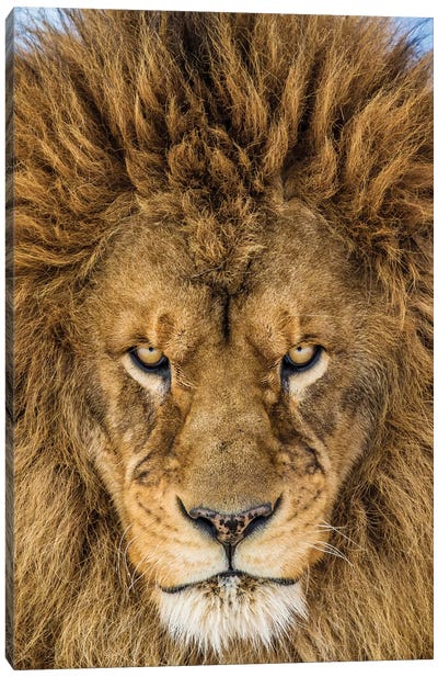 Serious Lion Canvas Art Print - Natural Wonders