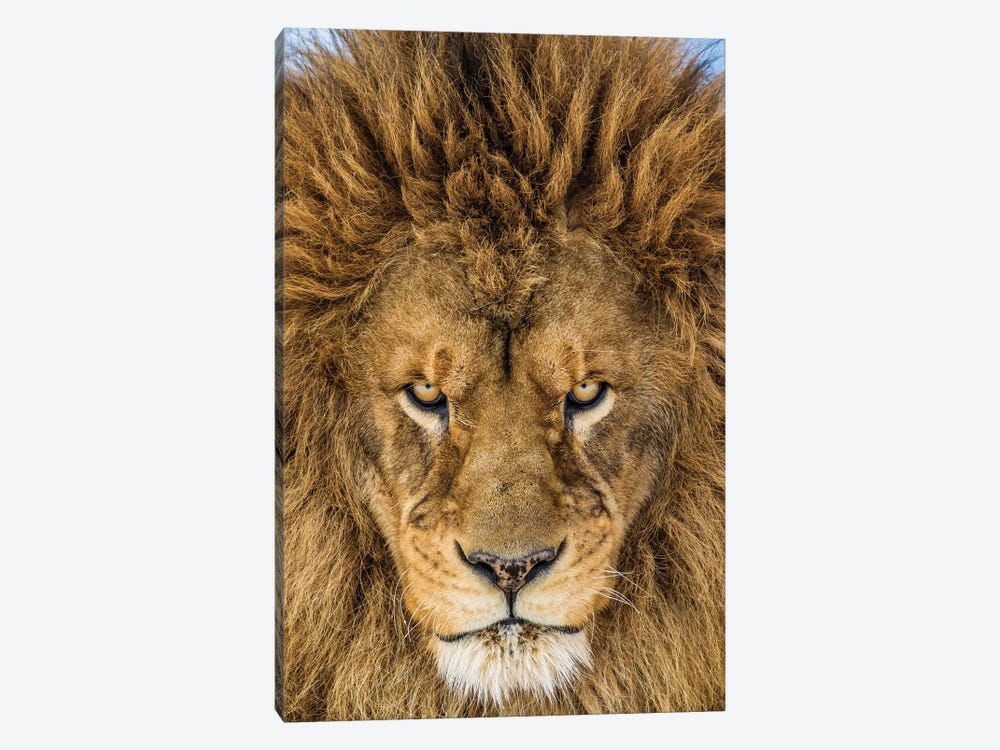 Serious Lion by Mike Centioli 1-piece Art Print