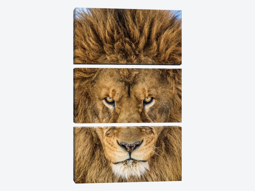 Serious Lion by Mike Centioli 3-piece Art Print
