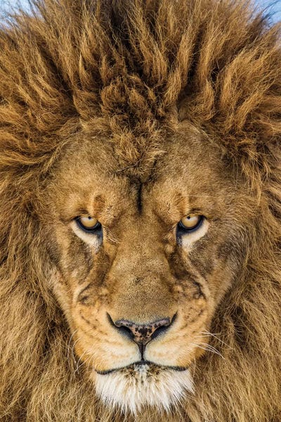 Wonders Of The World: Serious Lion by Mike Centioli