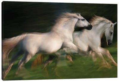 Gallop For Two Canvas Art Print